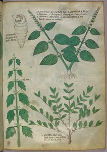 Illustration botanique, vers 1440 (encre et couleur sur vélin)