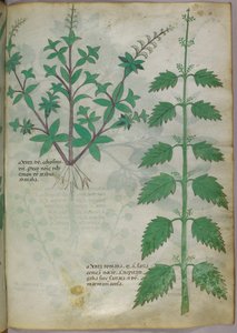 Illustration botanique, vers 1440 (encre et couleur sur vélin) - Italian School