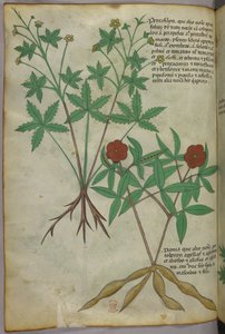 Illustration botanique, vers 1440 (encre et couleur sur vélin)