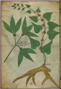 Illustration botanique, vers 1440 (encre et couleur sur vélin) - Italian School