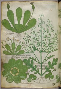 Illustration botanique, vers 1440 (encre et couleur sur vélin)