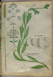 Illustration botanique, vers 1440 (encre et couleur sur vélin) - Italian School
