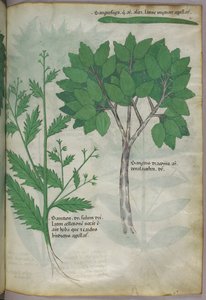 Illustration botanique, vers 1440 (encre et couleur sur vélin) - Italian School