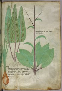 Illustration botanique, vers 1440 (encre et couleur sur vélin) - Italian School
