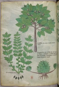 Illustration botanique, vers 1440 (encre et couleur sur vélin) - Italian School