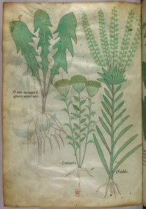 Illustration botanique, vers 1440 (encre et couleur sur vélin) - Italian School