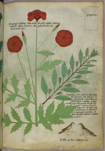 Illustration botanique, vers 1440 (encre et couleur sur vélin)