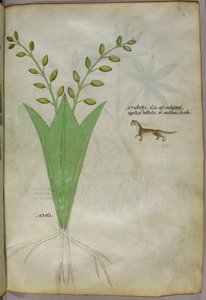 Illustration botanique, vers 1440 (encre et couleur sur vélin)