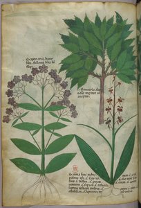 Illustration botanique, vers 1440 (encre et couleur sur vélin)