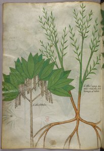 Illustration botanique, vers 1440 (encre et couleur sur vélin) - Italian School