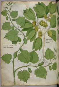 Illustration botanique, vers 1440 (encre et couleur sur vélin) - Italian School