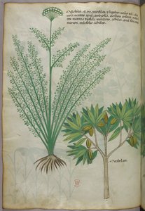 Illustration botanique, vers 1440 (encre et couleur sur vélin) - Italian School