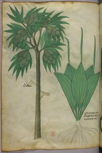 Illustration botanique, vers 1440 (encre et couleur sur vélin) - Italian School