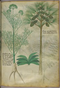 Illustration botanique, vers 1440 (encre et couleur sur vélin) - Italian School