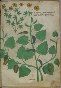 Illustration botanique, vers 1440 (encre et couleur sur vélin) - Italian School