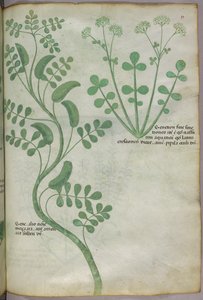 Illustration botanique, vers 1440 (encre et couleur sur vélin) - Italian School
