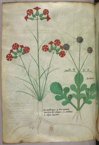 Illustration botanique, vers 1440 (encre et couleur sur vélin)