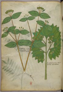 Illustration botanique, vers 1440 (encre et couleur sur vélin) - Italian School