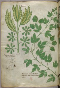 Illustration botanique, vers 1440 (encre et couleur sur vélin)