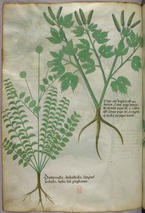 Illustration botanique, vers 1440 (encre et couleur sur vélin) - Italian School