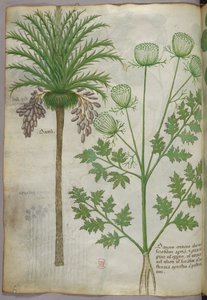 Illustration botanique, vers 1440 (encre et couleur sur vélin)
