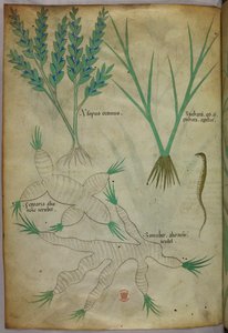 Illustration botanique, vers 1440 (encre et couleur sur vélin) - Italian School