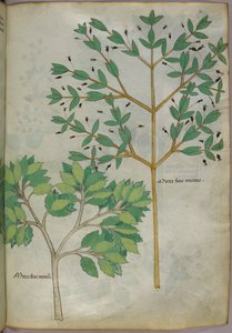Illustration botanique, vers 1440 (encre et couleur sur vélin) - Italian School