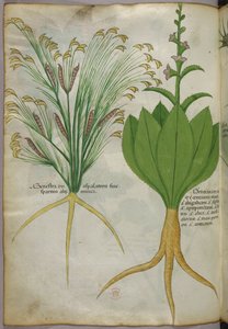 Illustration botanique, vers 1440 (encre et couleur sur vélin) - Italian School