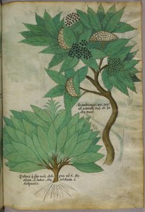 Illustration botanique, vers 1440 (encre et couleur sur vélin) - Italian School