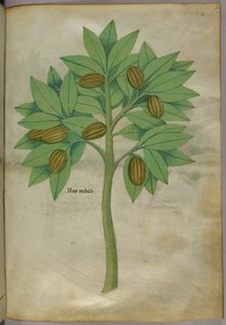 Illustration botanique, vers 1440 (encre et couleur sur vélin) - Italian School