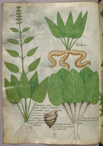 Illustration botanique, vers 1440 (encre et couleur sur vélin)