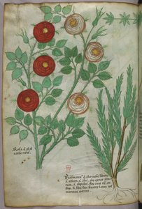 Illustration botanique, vers 1440 (encre et couleur sur vélin) - Italian School