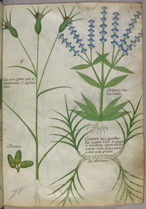 Illustration botanique, vers 1440 (parchemin), vers 1440 (encre et couleur sur vélin) - Italian School