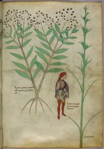 Illustration botanique d