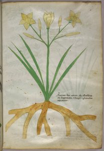 Illustration botanique d