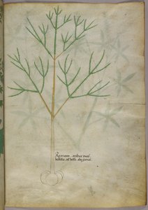 Illustration botanique d