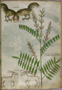 Illustration botanique d