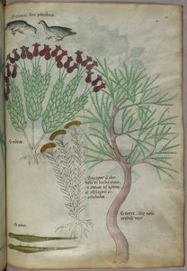 Illustration botanique d