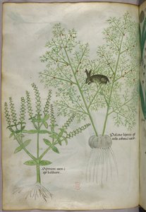 Illustration botanique d