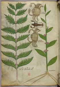 Illustration botanique de crabes et d