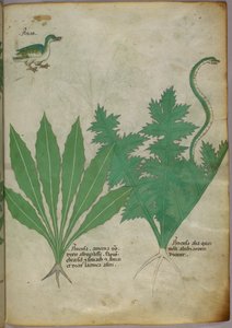 Illustration botanique de plantes, d