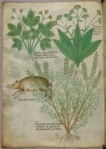 Illustration botanique de plantes et d
