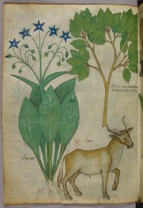 Illustration botanique de plantes et d