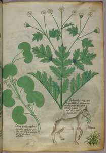 Illustration botanique de plantes et d