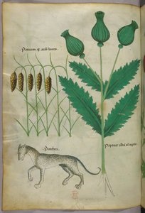 Illustration botanique de plantes et d