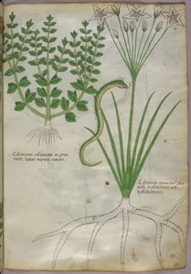 Illustration botanique de plantes et d