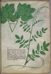 Illustration botanique de plantes et d