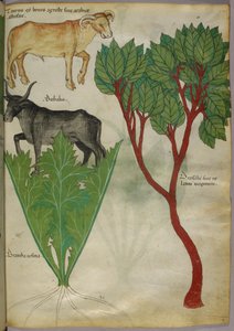 Illustration botanique de plantes et de taureaux, vers 1440 (encre et couleur sur vélin)