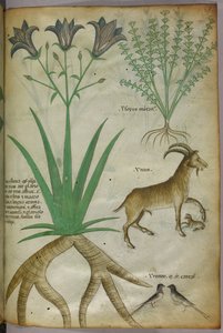 Illustration botanique de plantes, d