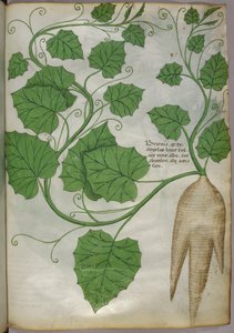 Illustration botanique de plantes, vers 1440 (encre et couleur sur vélin) - Italian School